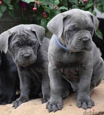 puppy cane Corso gray
