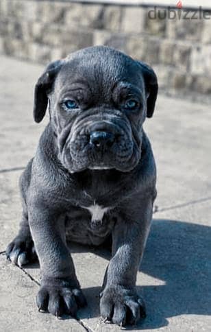 puppy cane Corso gray 1