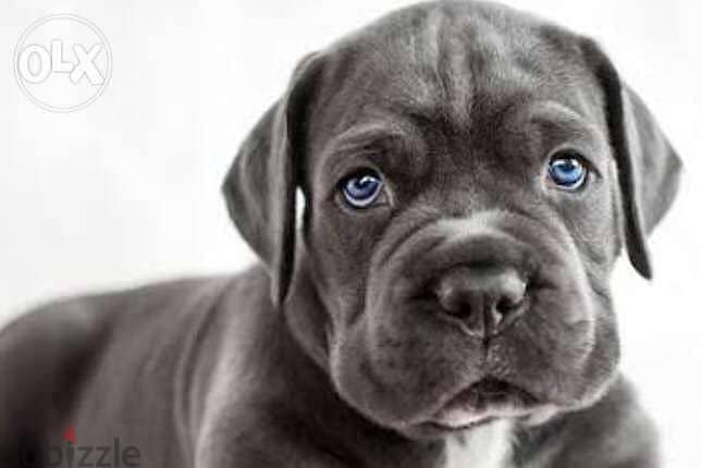 puppy cane Corso gray 2