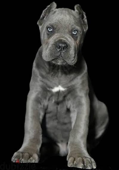 2 puppy cane Corso gray