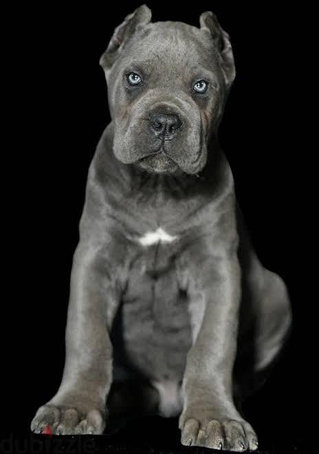 puppy cane Corso gray 3