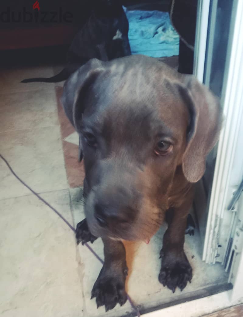 puppy cane Corso gray 4