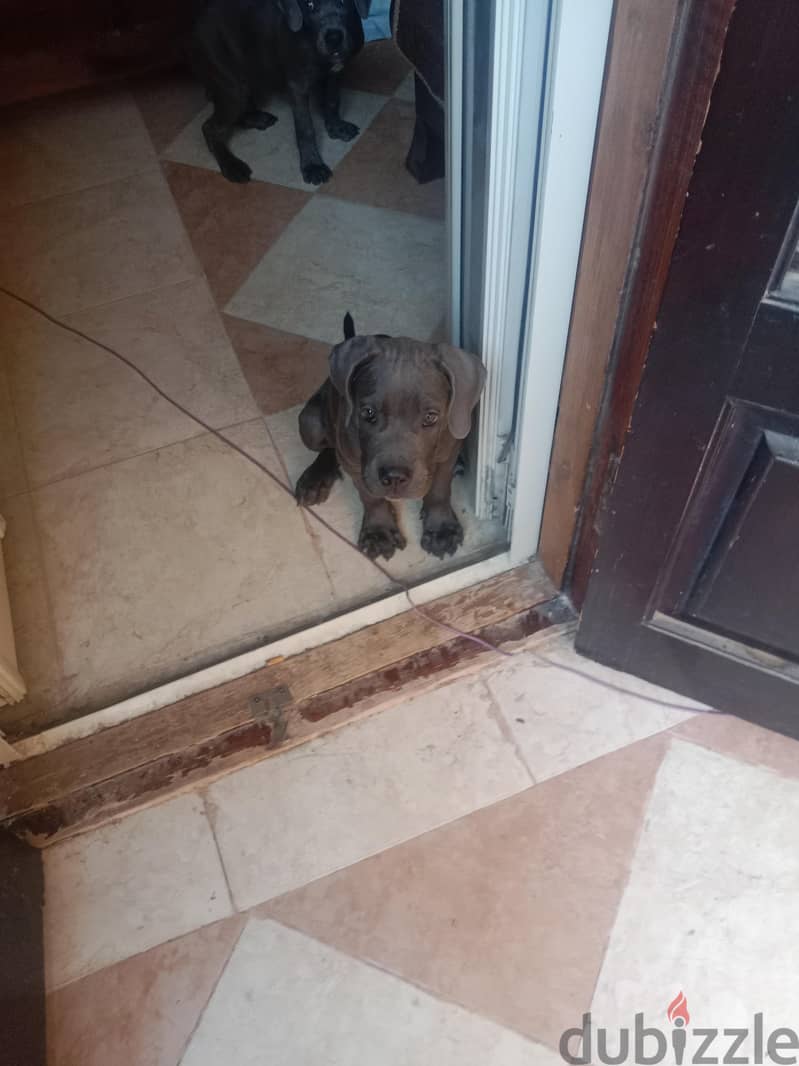 puppy cane Corso gray 5