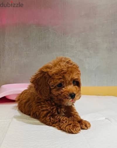 maltipoo mini teacup