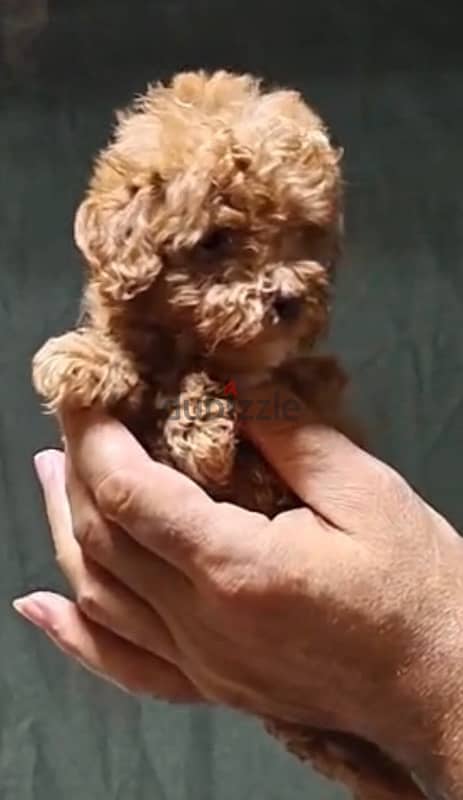 maltipoo mini teacup 1