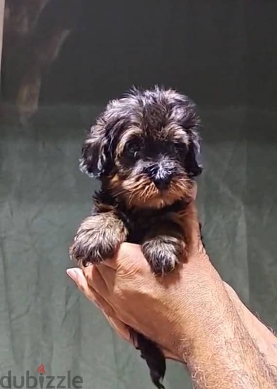 maltipoo mini teacup 2