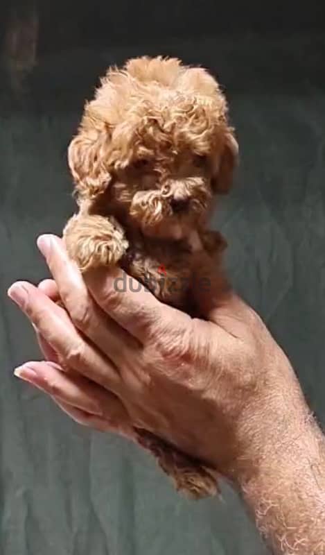 maltipoo mini teacup 3