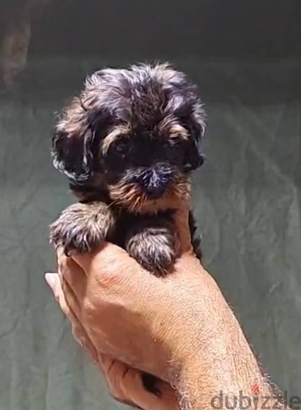 maltipoo mini teacup 4