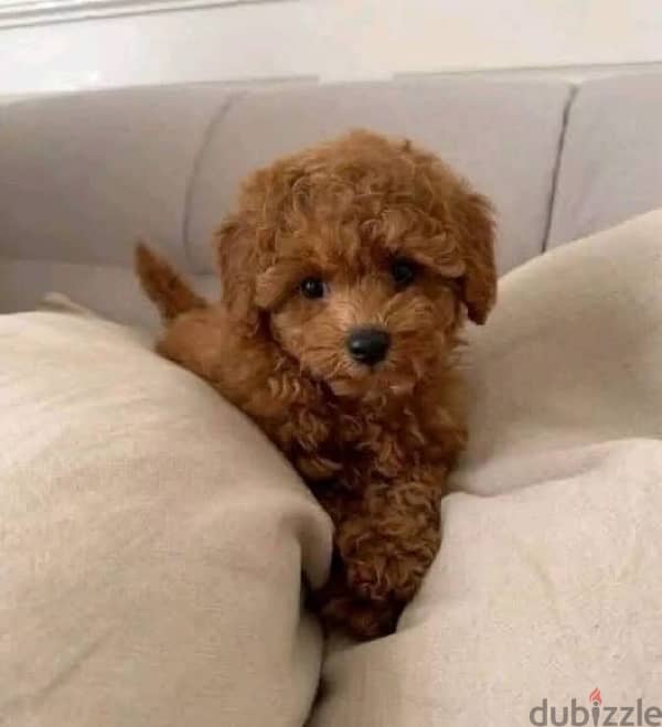 maltipoo mini teacup 5