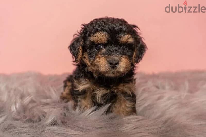 maltipoo mini teacup 6