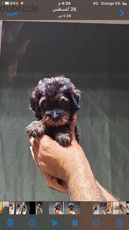 maltipoo mini teacup 7