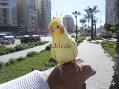 كوكتيل لاتيني مدرب