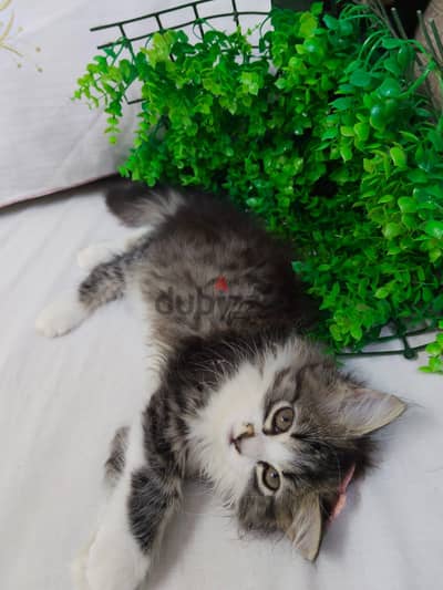 انثي شيرازي مون فيس