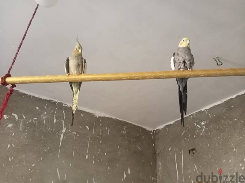 ببغاء كوكتيل 1