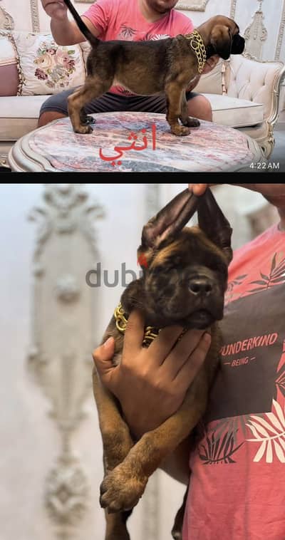 كين كورسو  ٣ شهور