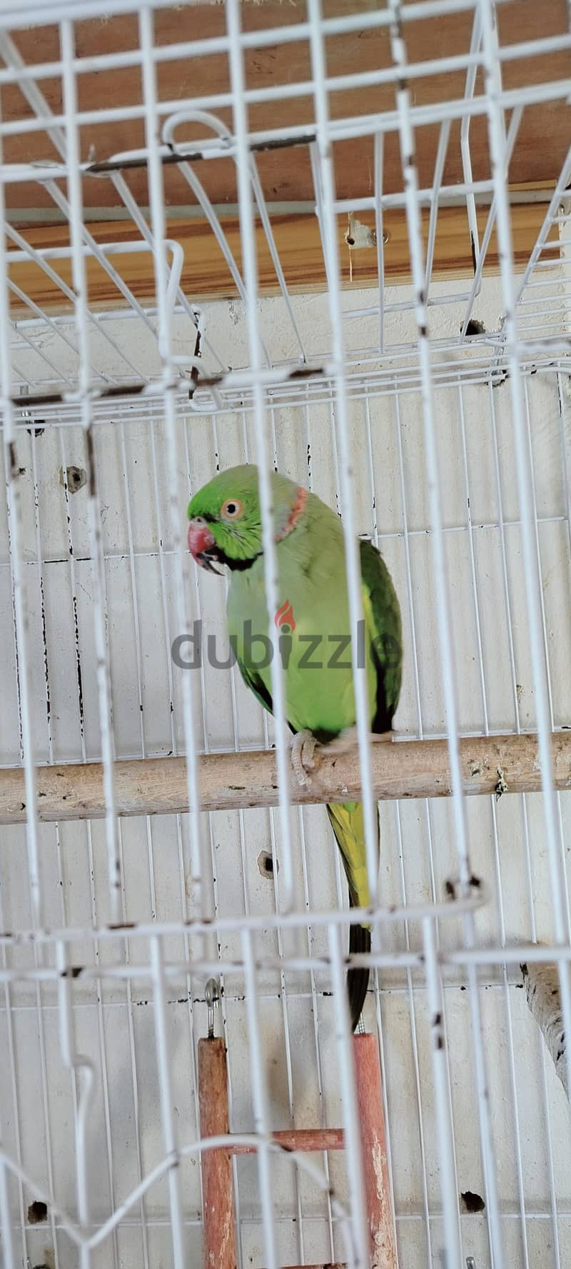 عصافير 1