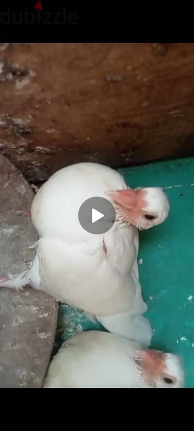 لاحم فرنساوي بعياله