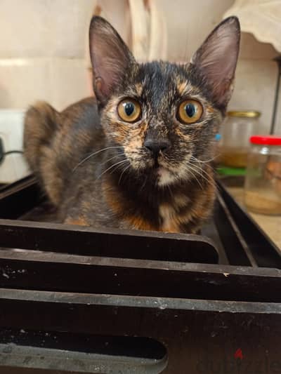 special twins For adoption nasrcity  (5 month)