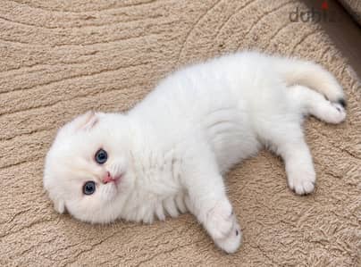 Scottish fold female imported father from Russia