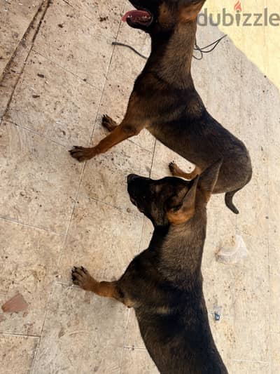 belgian malinois مالينو ذكر وانثى
