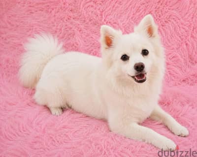 كلب بوميرينيان  (Pomeranian)  ابيض ذكي