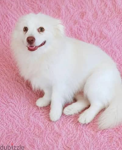 كلب بوميرينيان (Pomeranian)  ابيض ذكي للبيع