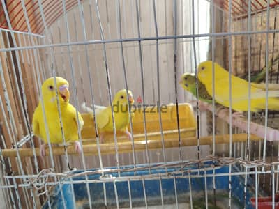 جوزين استرالي جاهزين للشغل