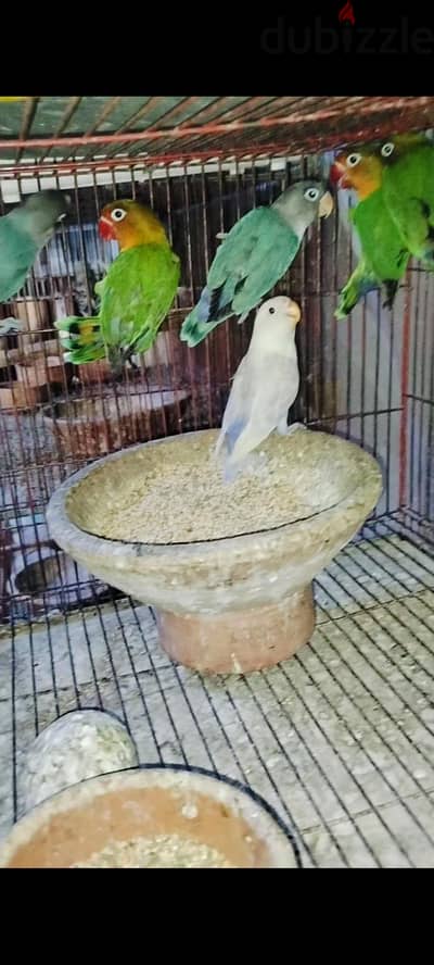 روز و فيشر  تربيه جماعي