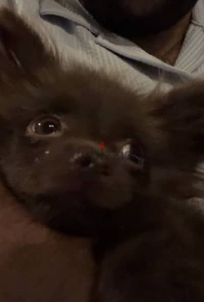 chihuahua Pomeranian mix