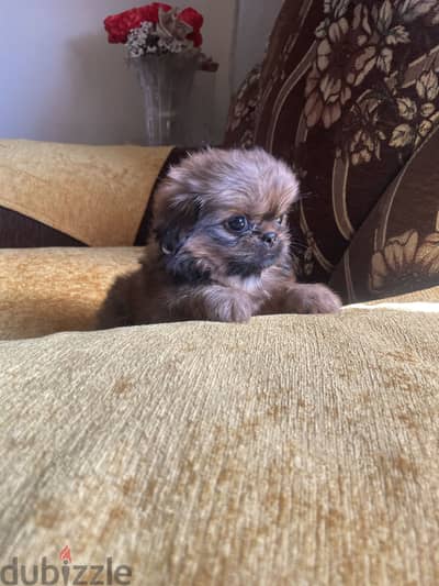 مينى بيكنواه