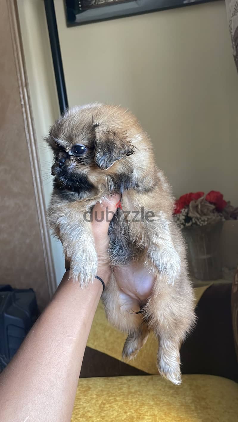 مينى بيكنواه 1