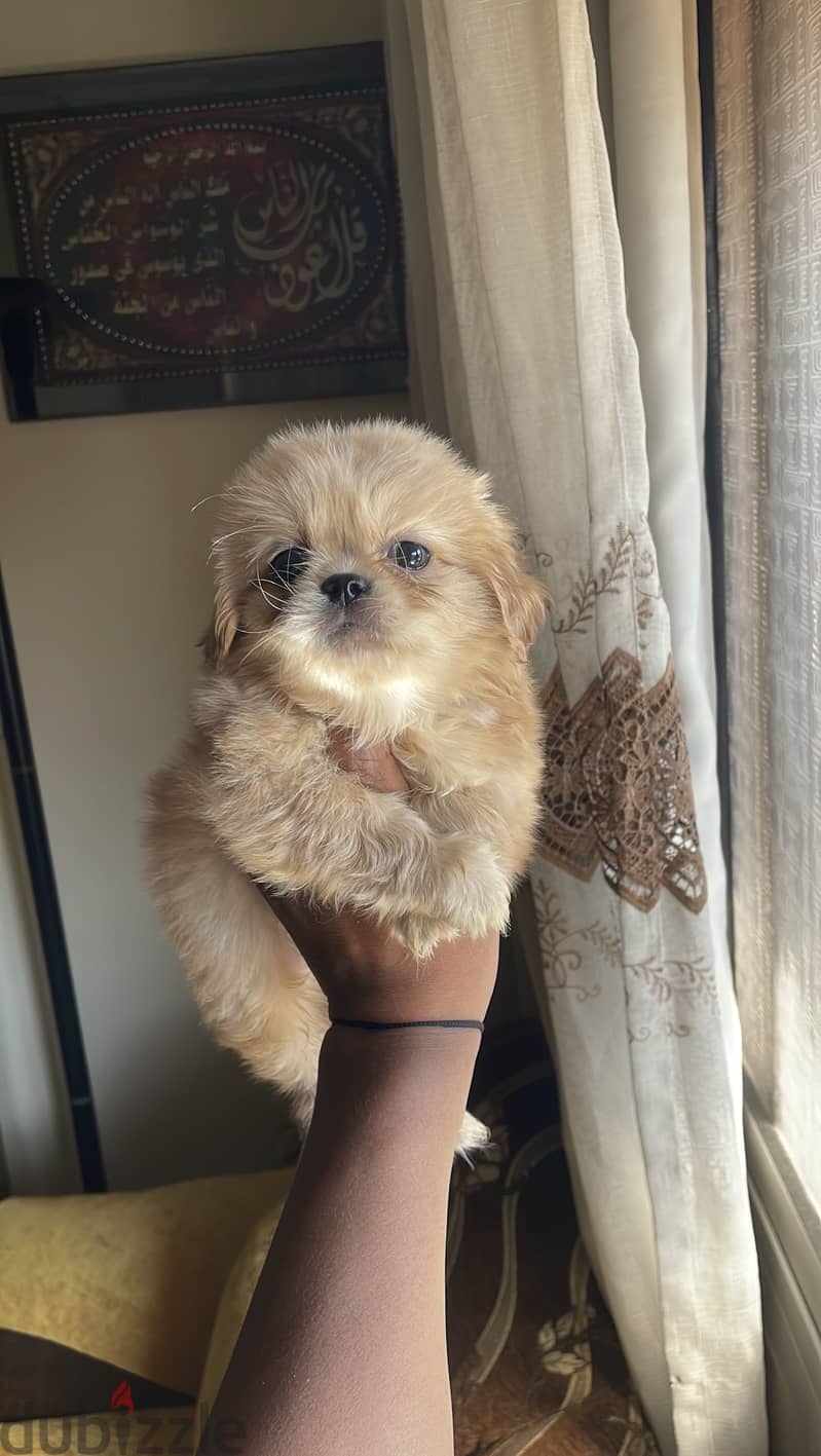مينى بيكنواه 3