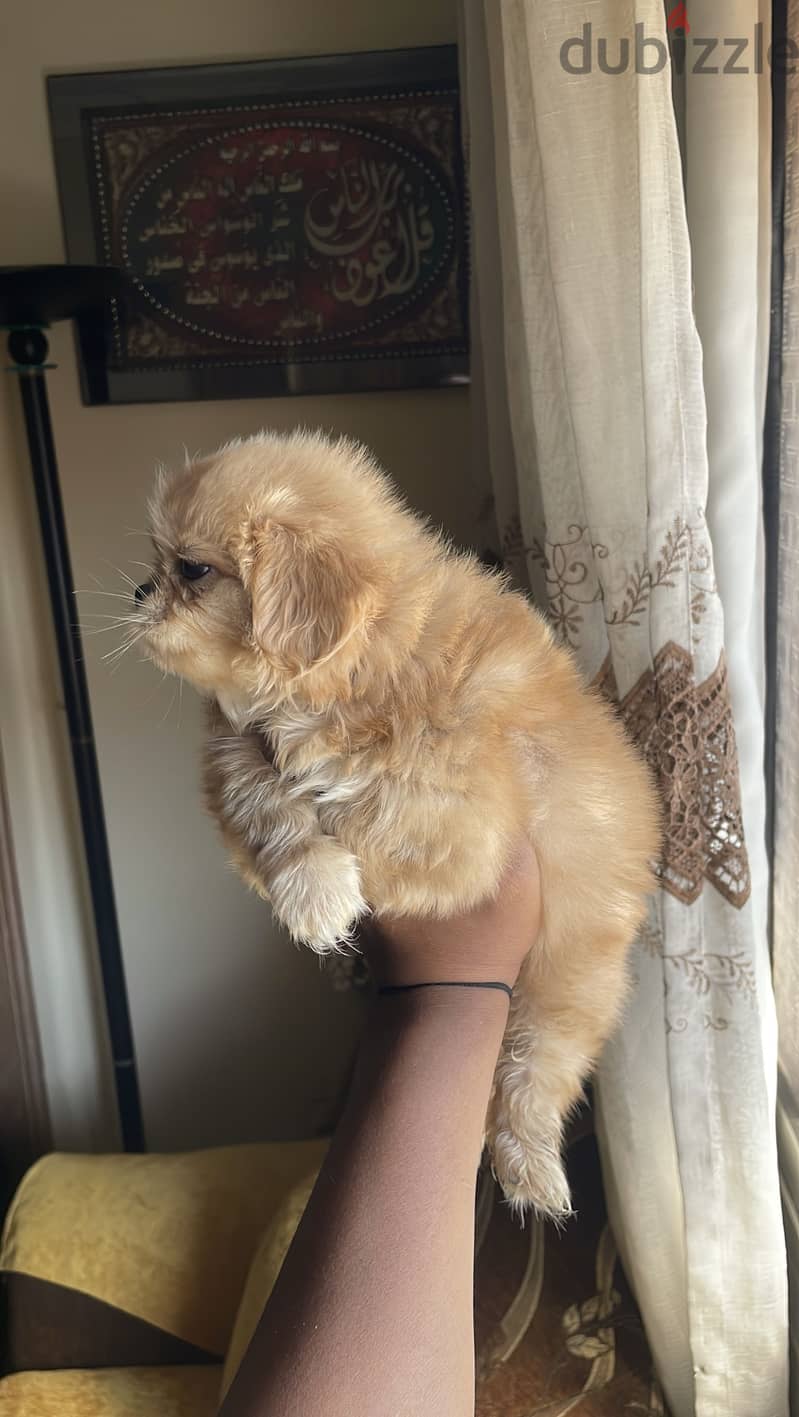 مينى بيكنواه 6