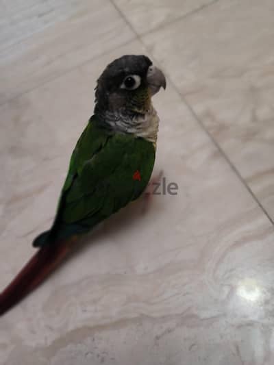 بغبغاء كونيور  عمر 6 اشهر