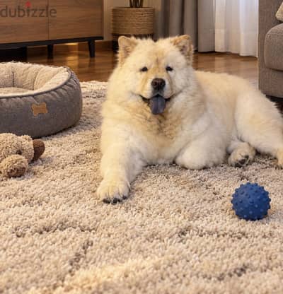 نتاية تشاو تشاو دبدوب 7 شهور للبيع - Chow Chow Female for Sale