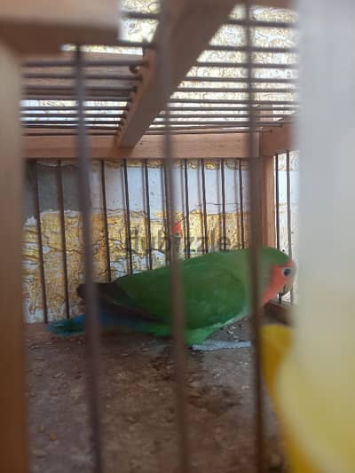 روز اخضر