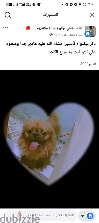 بيع كلب