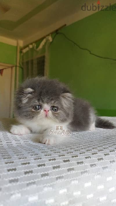 قط ذكر بيرشن زورار ٥٠ يوم