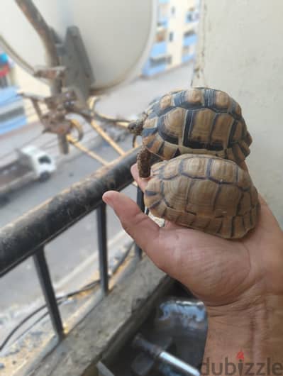 سلاحف دكر وأنثى