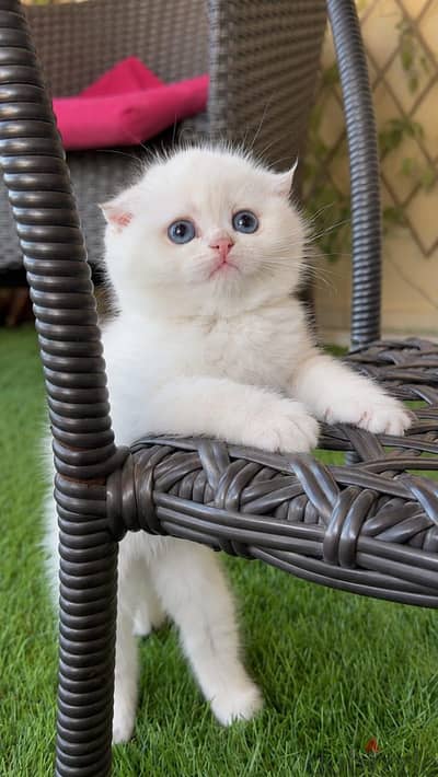 Scottish fold female imported father from Russia