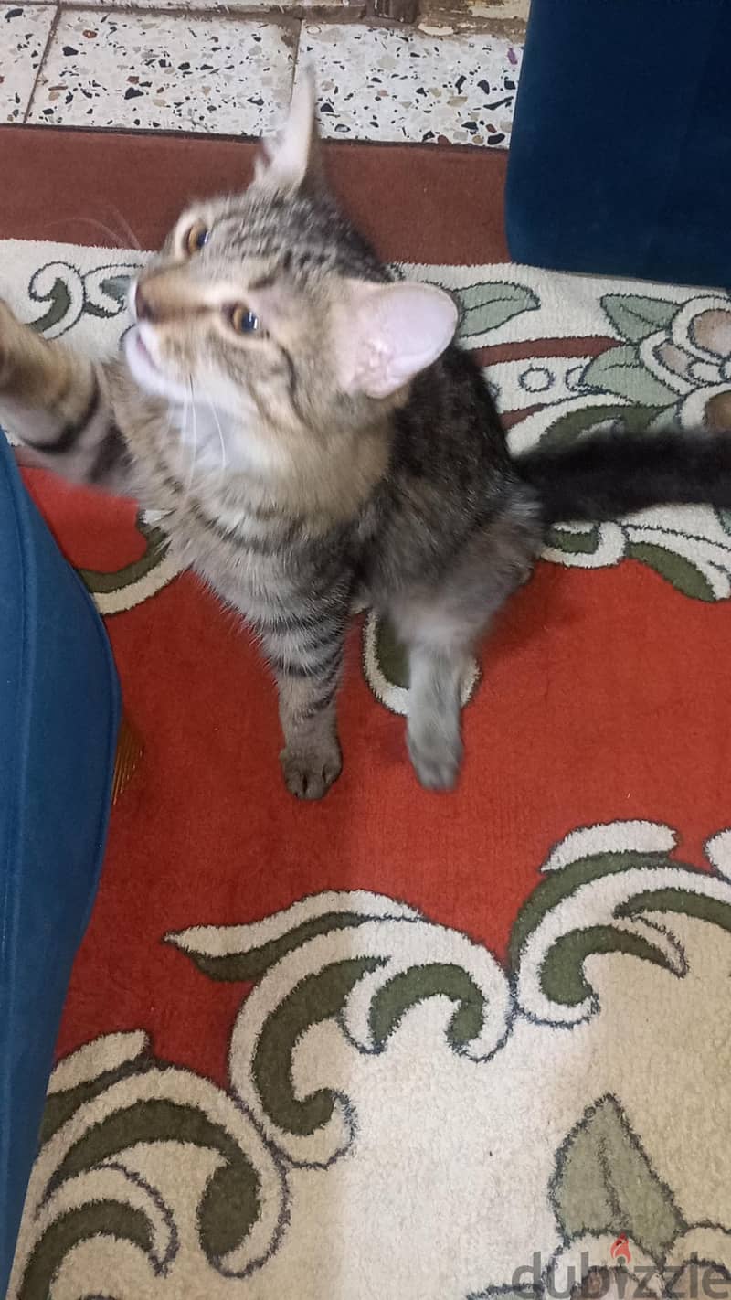 قطط. . . 1