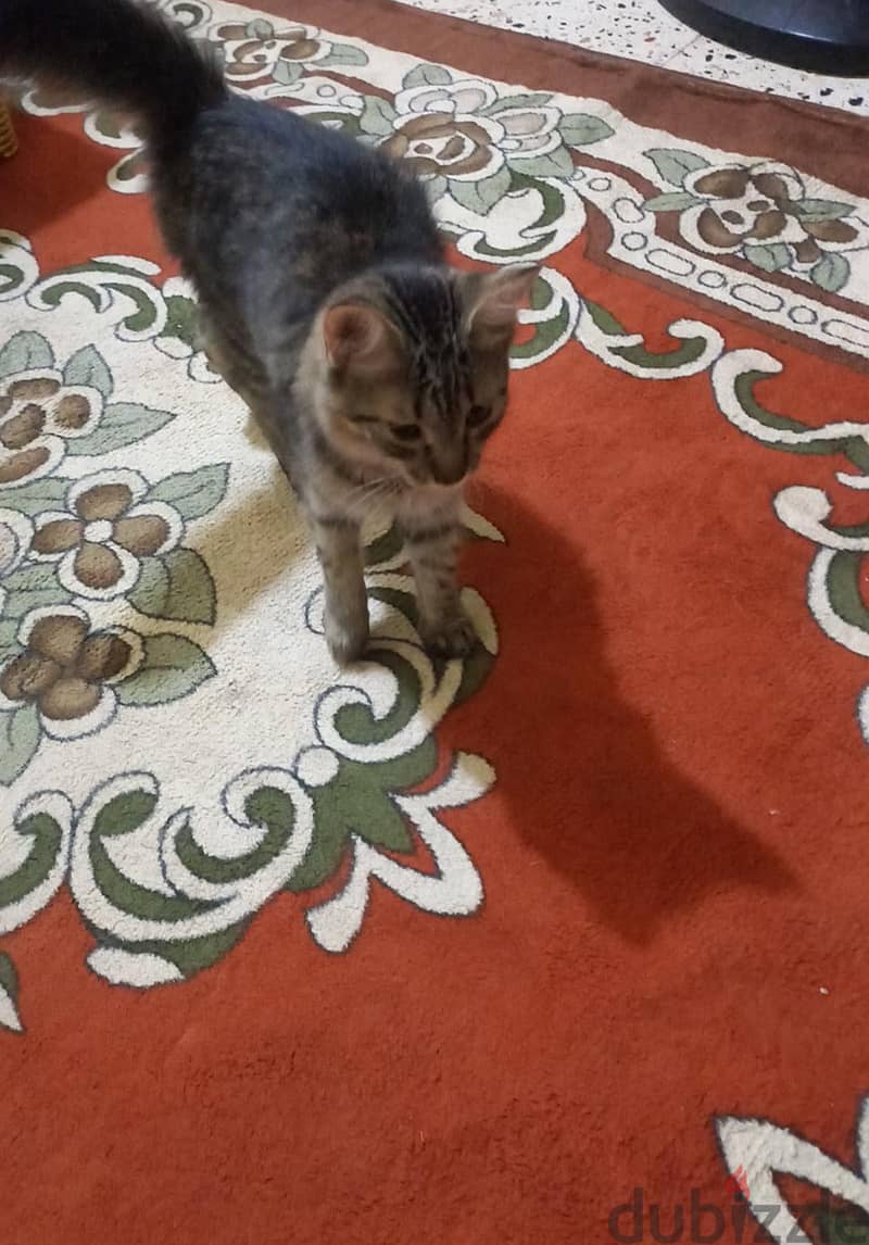 قطط. . . 2
