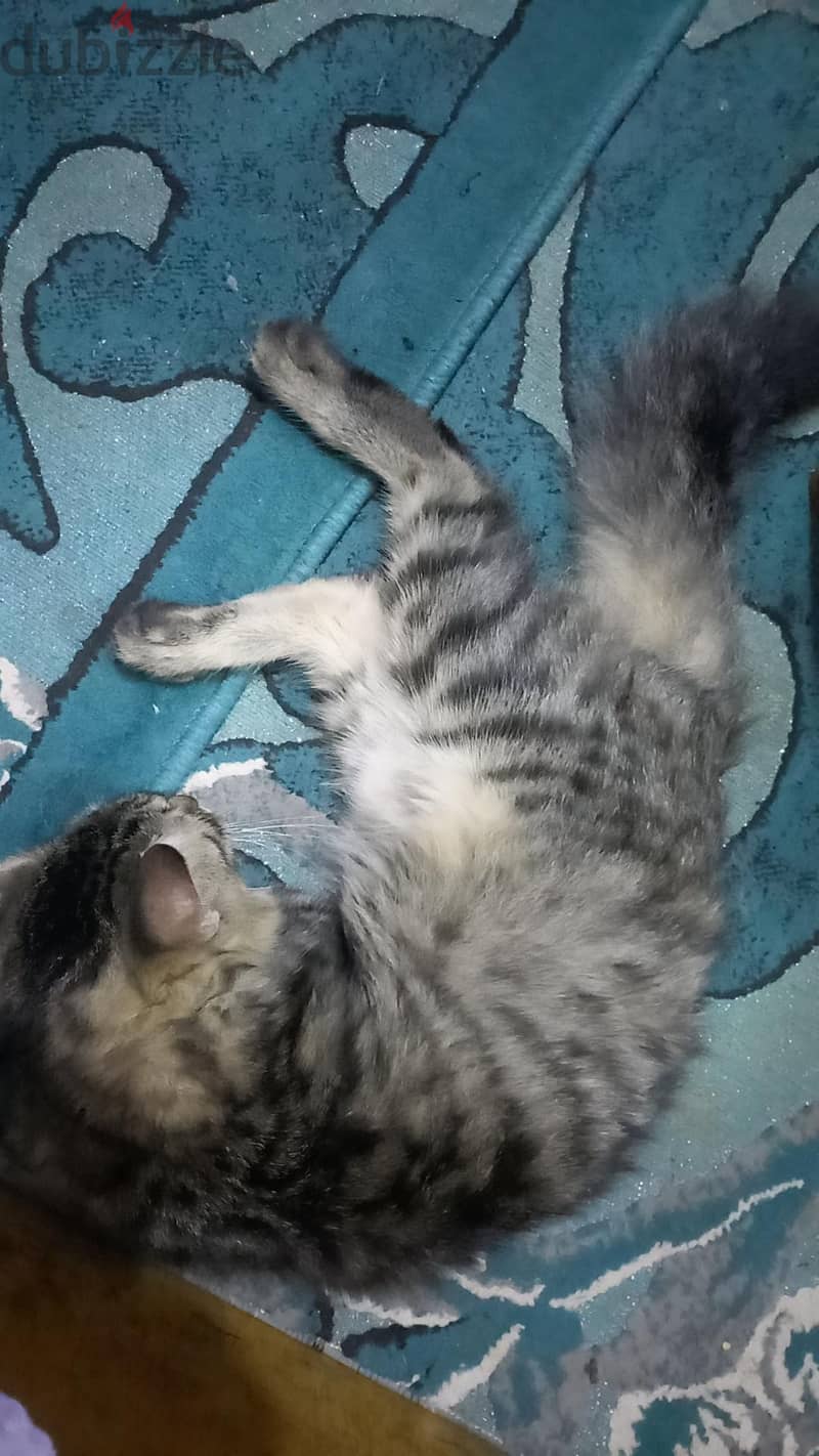 قطط. . . 3