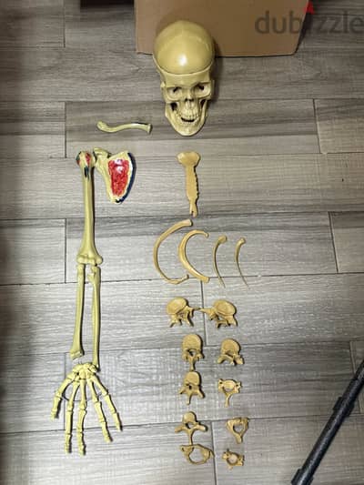 Total human skeleton