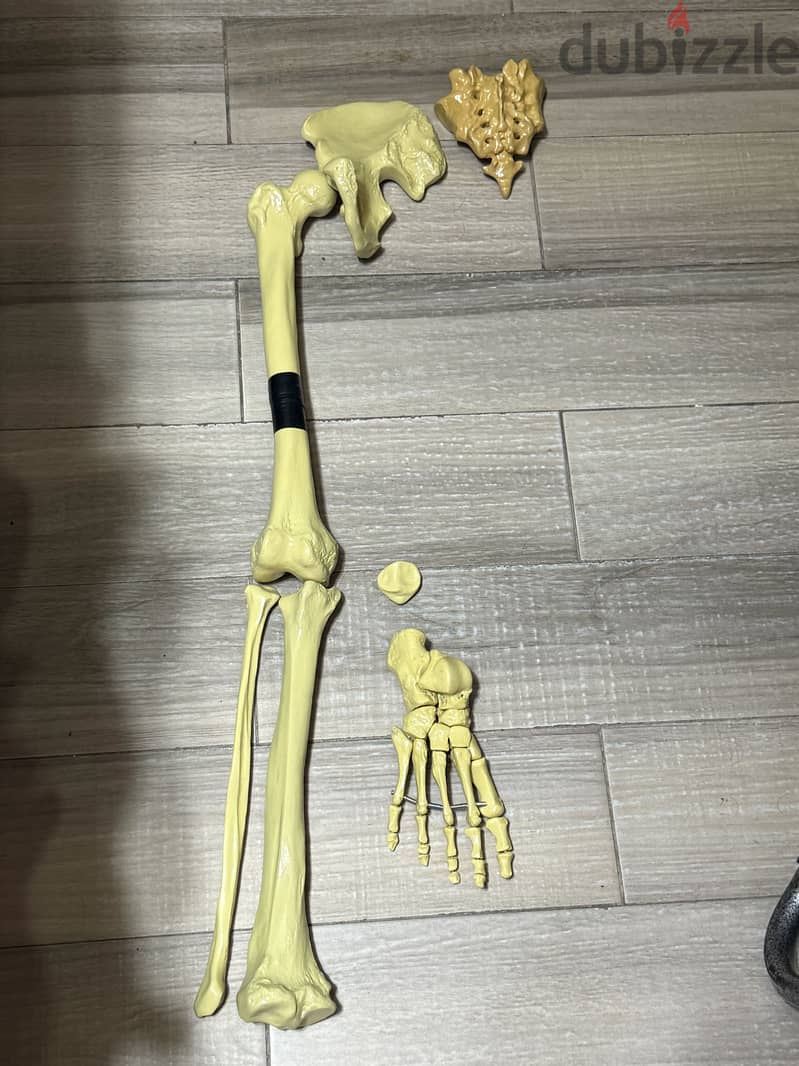 Total human skeleton 1