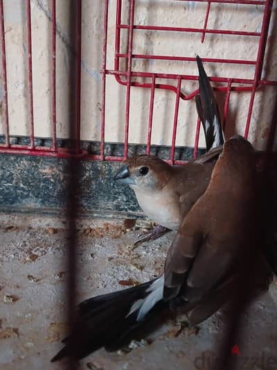 زيبرا افريقى سلفر فنش