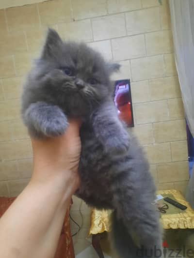قطط بيع وليس تبني