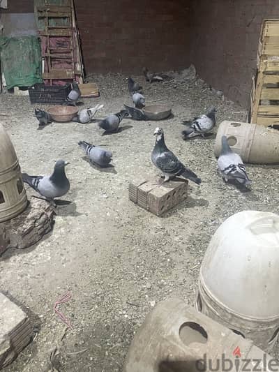 ٢٠قص  جميعات تكوين محترم جدا  في الوان بني وأزرق وفالوم وفرط رمان