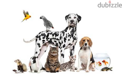Petsitting and Walking Service