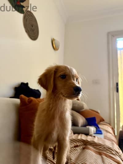 Golden Retriever puppy